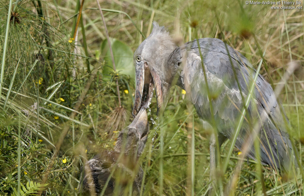 Shoebill