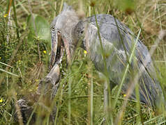 Shoebill