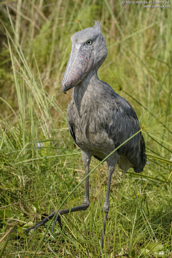 Shoebill