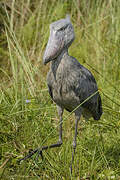 Shoebill