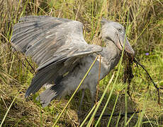 Shoebill