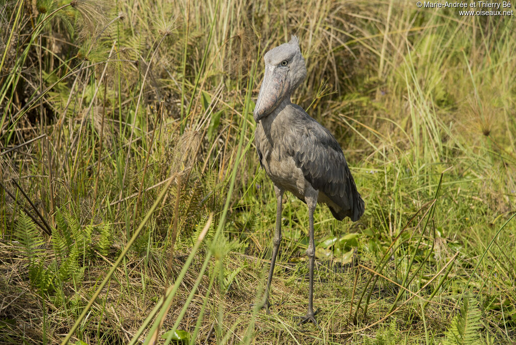 Shoebill