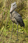 Shoebill