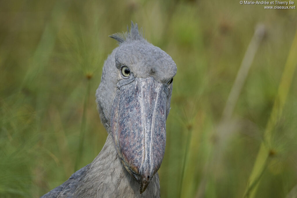 Shoebill