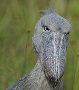 Shoebill