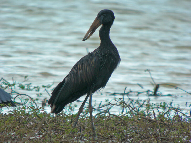 African Openbill