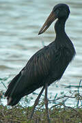 African Openbill