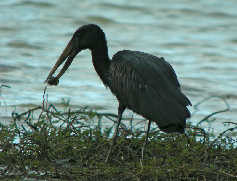 African Openbill