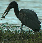 African Openbill