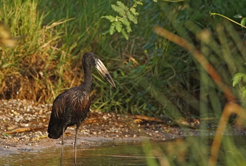 African Openbill