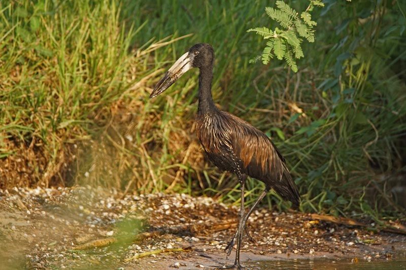 African Openbill