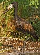 African Openbill