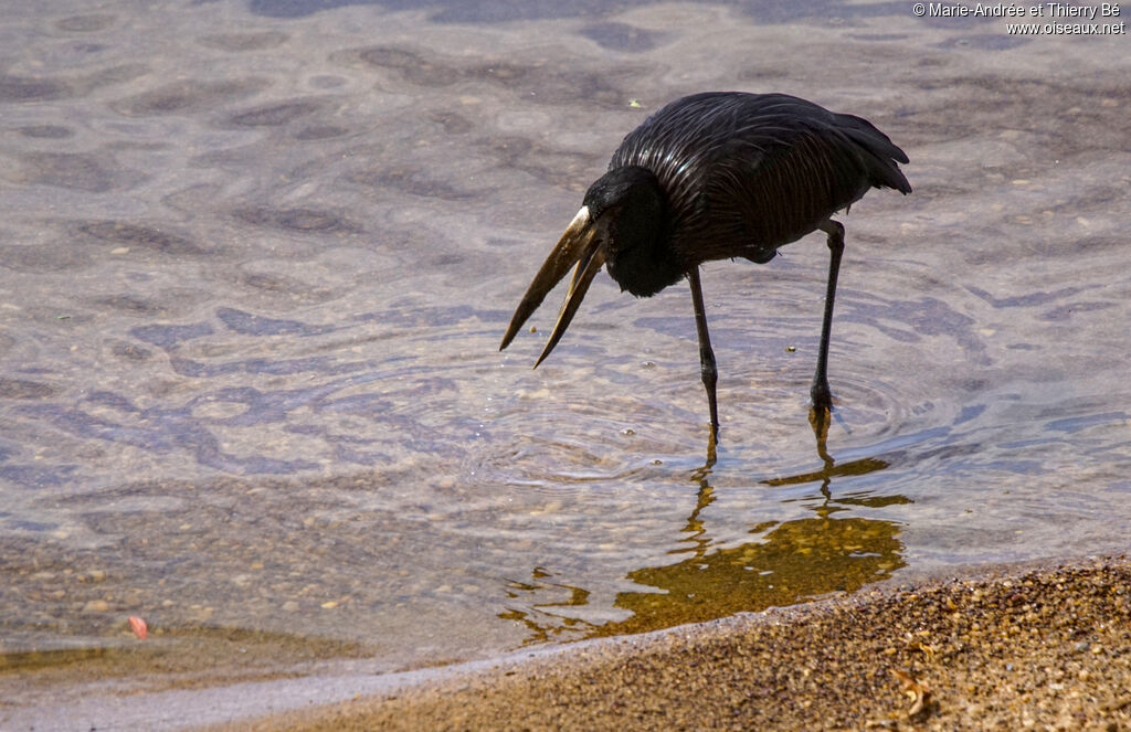 African Openbill, eats