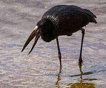 African Openbill