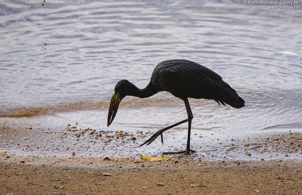 African Openbill