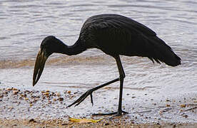 African Openbill