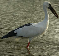 Asian Openbill