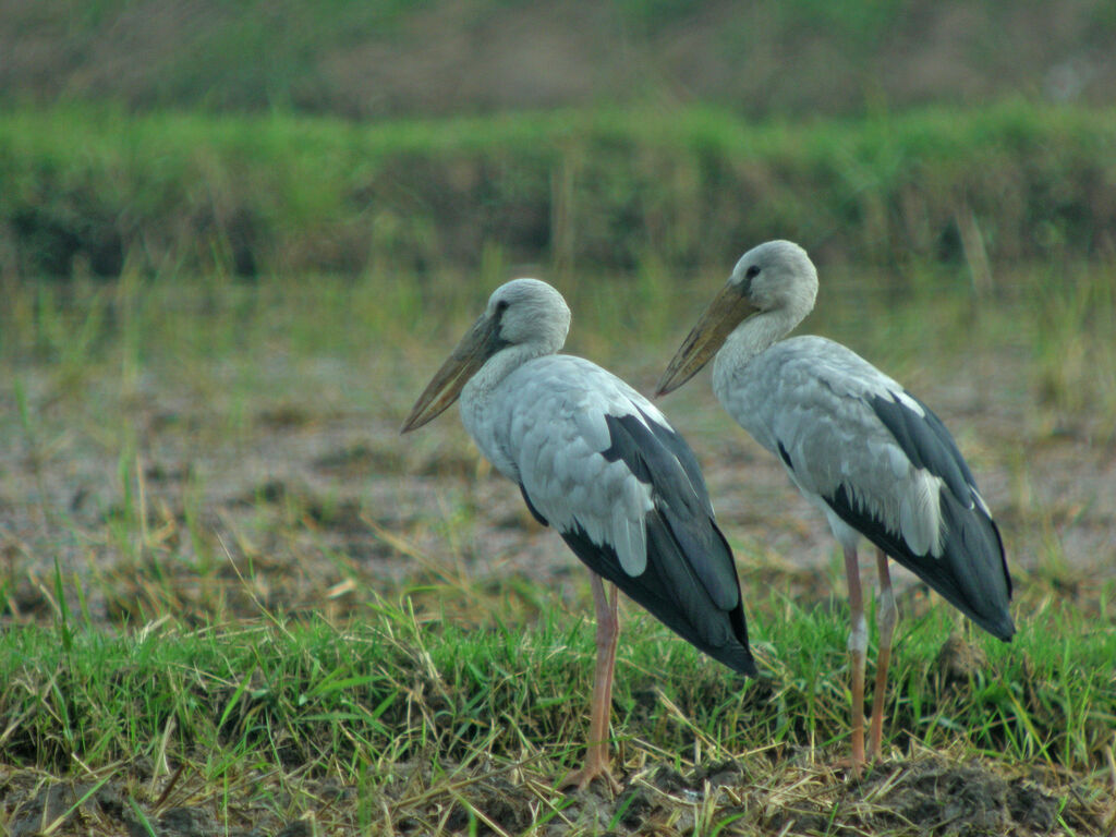 Asian Openbill, identification