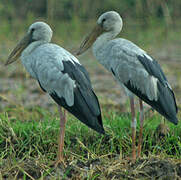 Asian Openbill