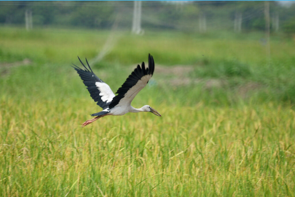 Asian Openbill