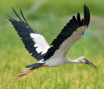 Asian Openbill