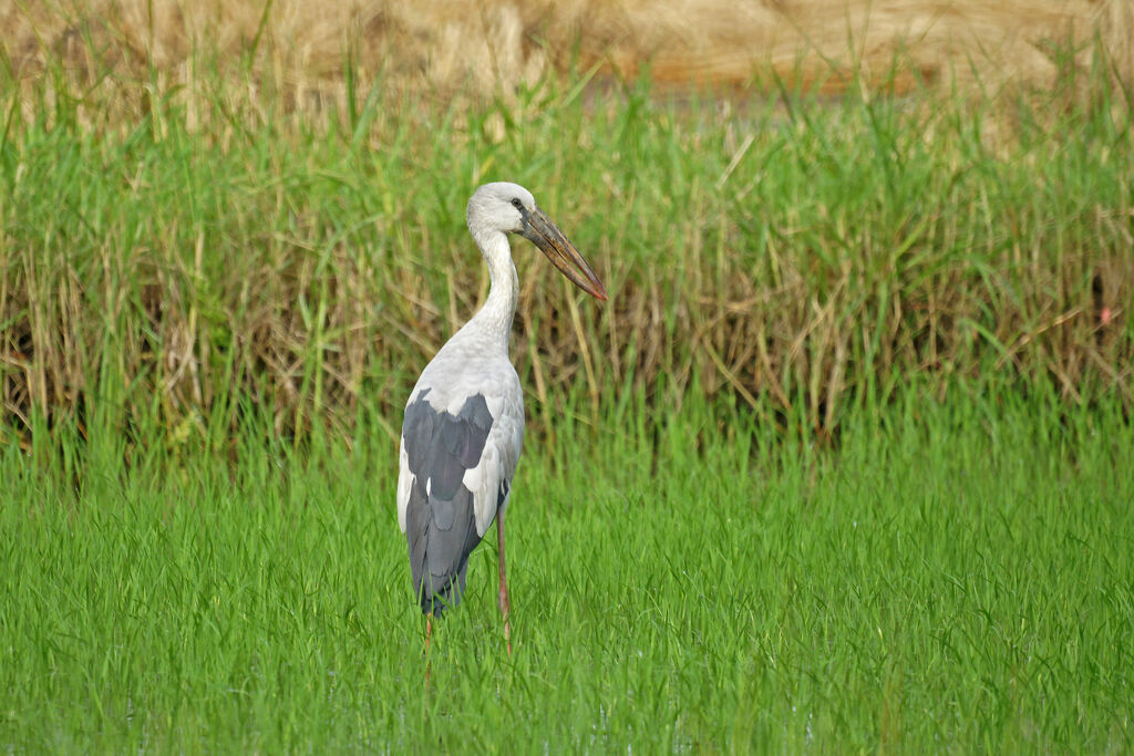 Asian Openbill