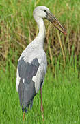 Asian Openbill