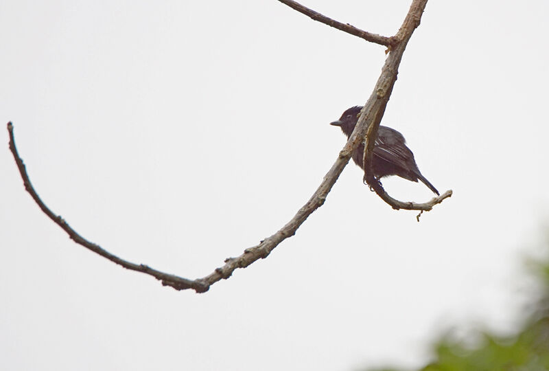 White-winged Becard
