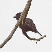 White-winged Becard