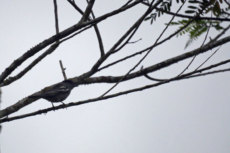 Black-capped Becard