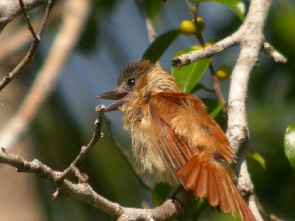 Rose-throated Becard