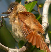 Rose-throated Becard