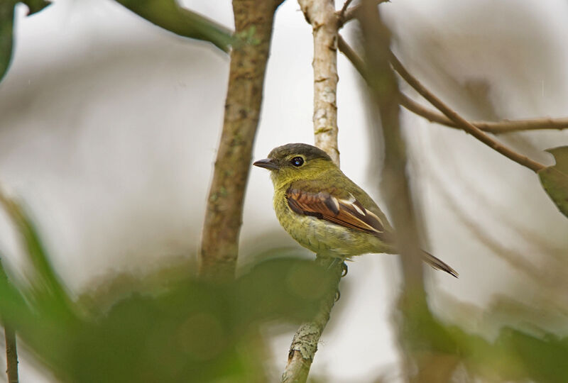 Barred Becard male