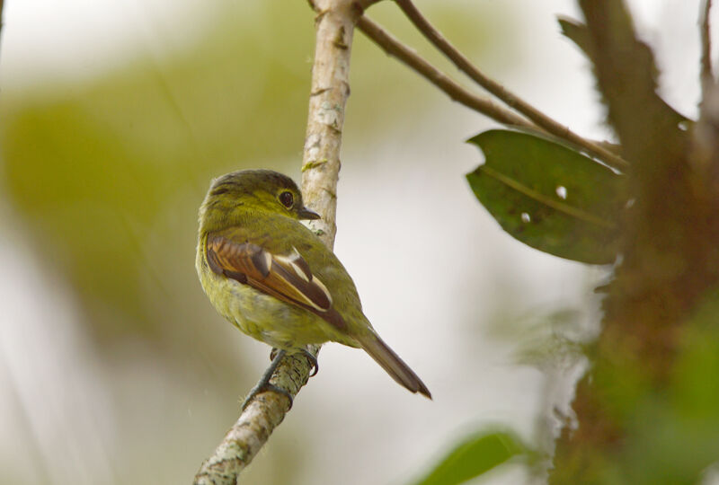 Barred Becard male