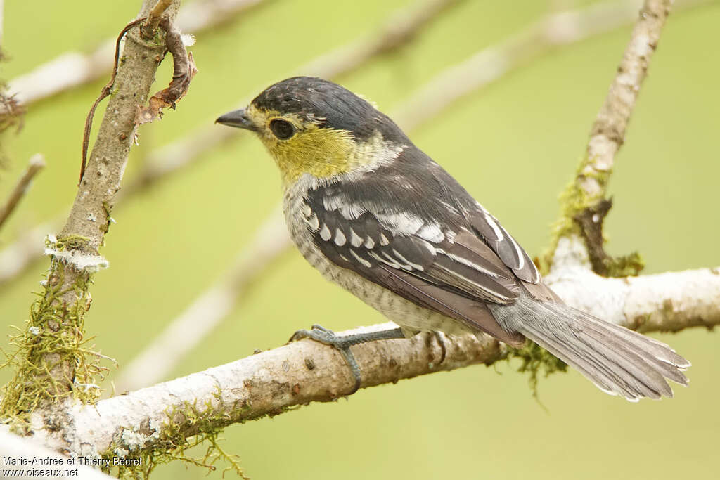 Barred Becard female adult, identification