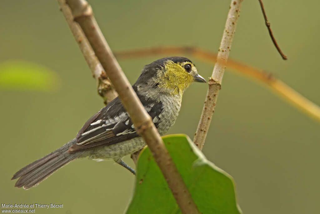 Barred Becard female adult, identification