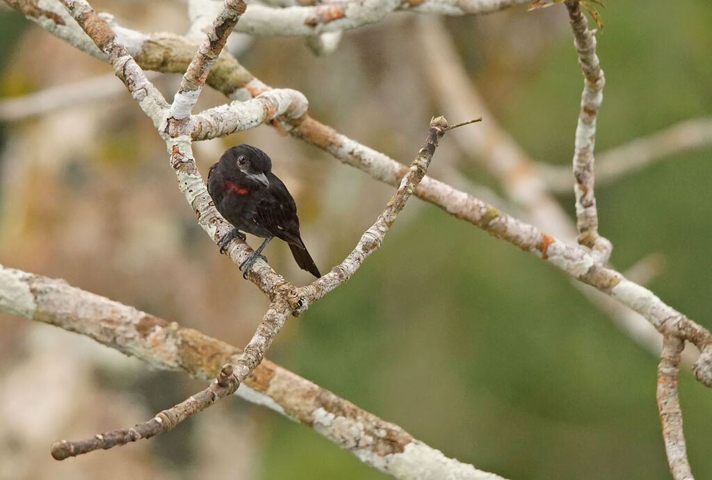 Pink-throated Becard male