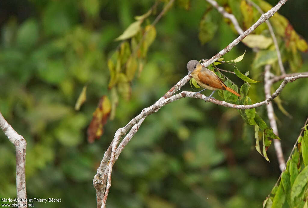 Pink-throated Becard female adult, habitat