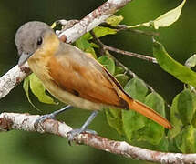 Pink-throated Becard