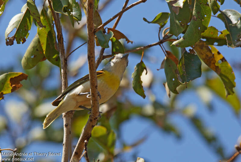 Green-backed Becard