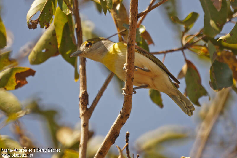 Green-backed Becard female adult, identification