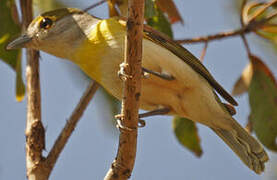 Green-backed Becard