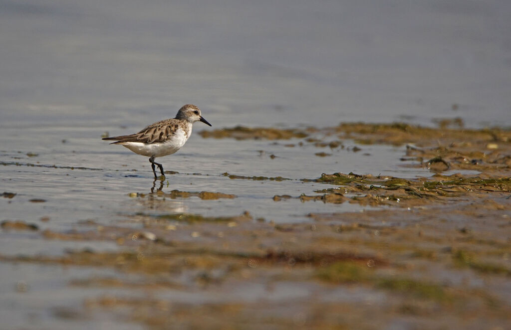 Red-necked Stint