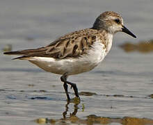 Red-necked Stint