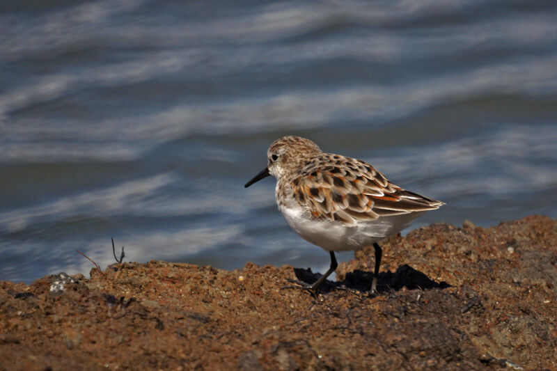 Little Stint