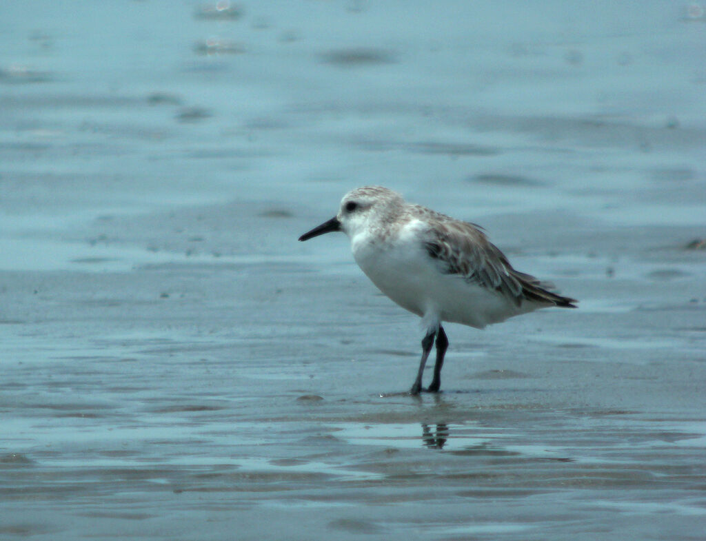 Sanderling