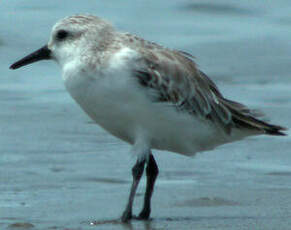 Bécasseau sanderling