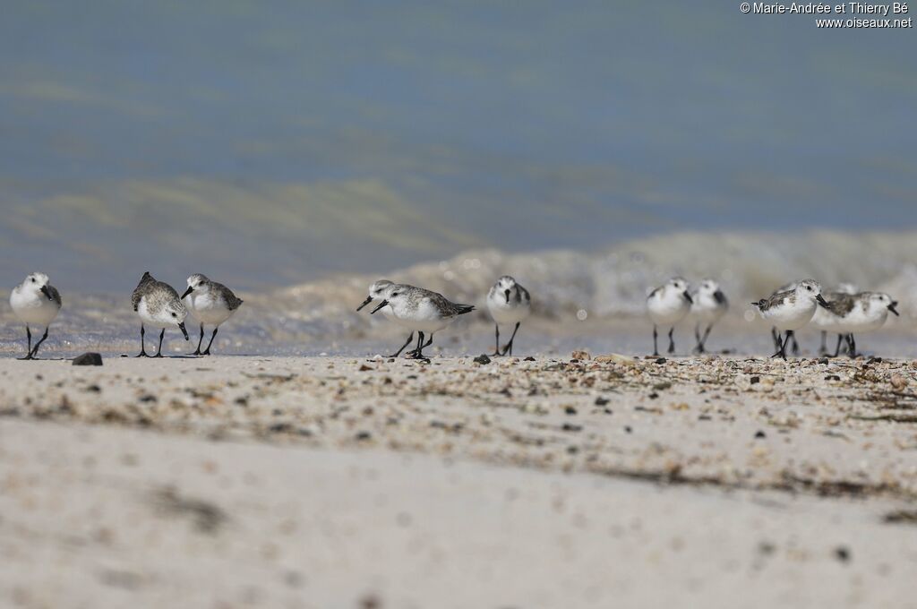 Sanderling