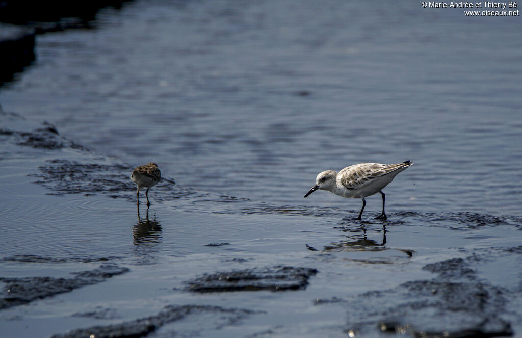 Bécasseau sanderling