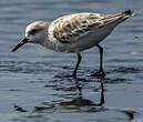 Bécasseau sanderling
